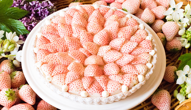 特選 白イチゴ “初恋の香り”のタルト